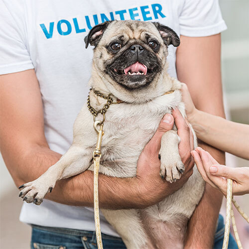 Pug being held by volunteer