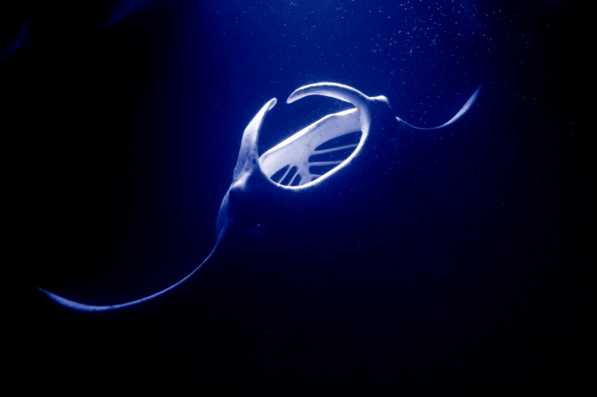 Dark photo of manta ray underwater
