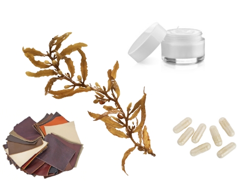 collage of fabric swatches, kelp, a makeup jar, and pills on a white background